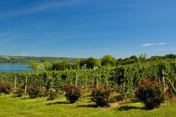 Seneca Falls som visar en sjö eller ett vattenhål