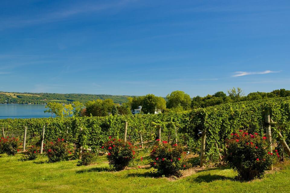 A vineyard with rows of grapevines and red flowers in the foreground, a lake, and a house in the background.