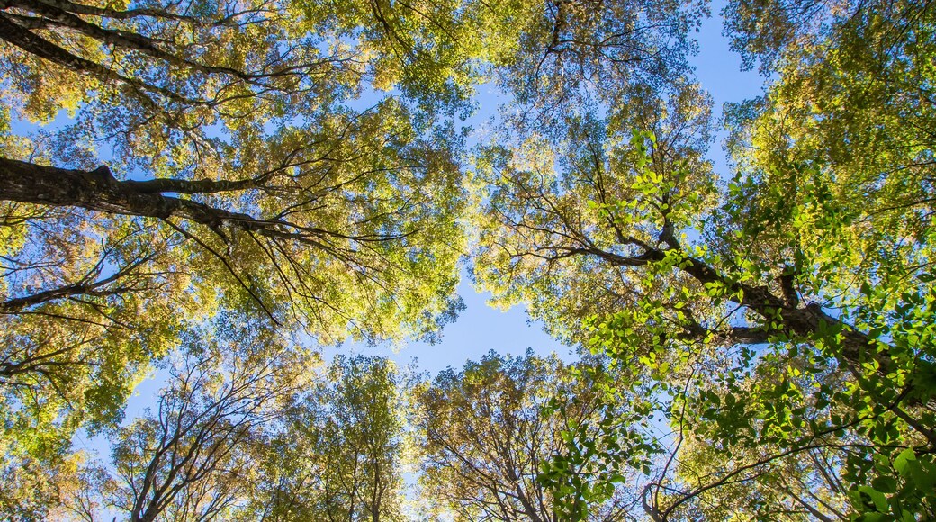 비치우드 주립공원