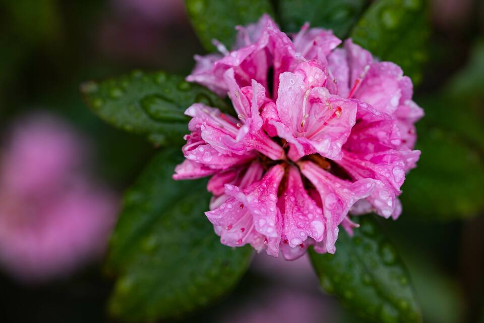 A pink flower with water droplets on its petals.