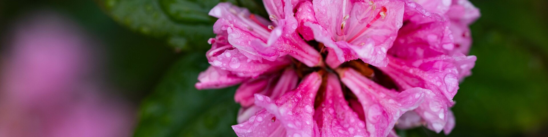 Pink flower blossom in Central Park in New York City, close up photo look.