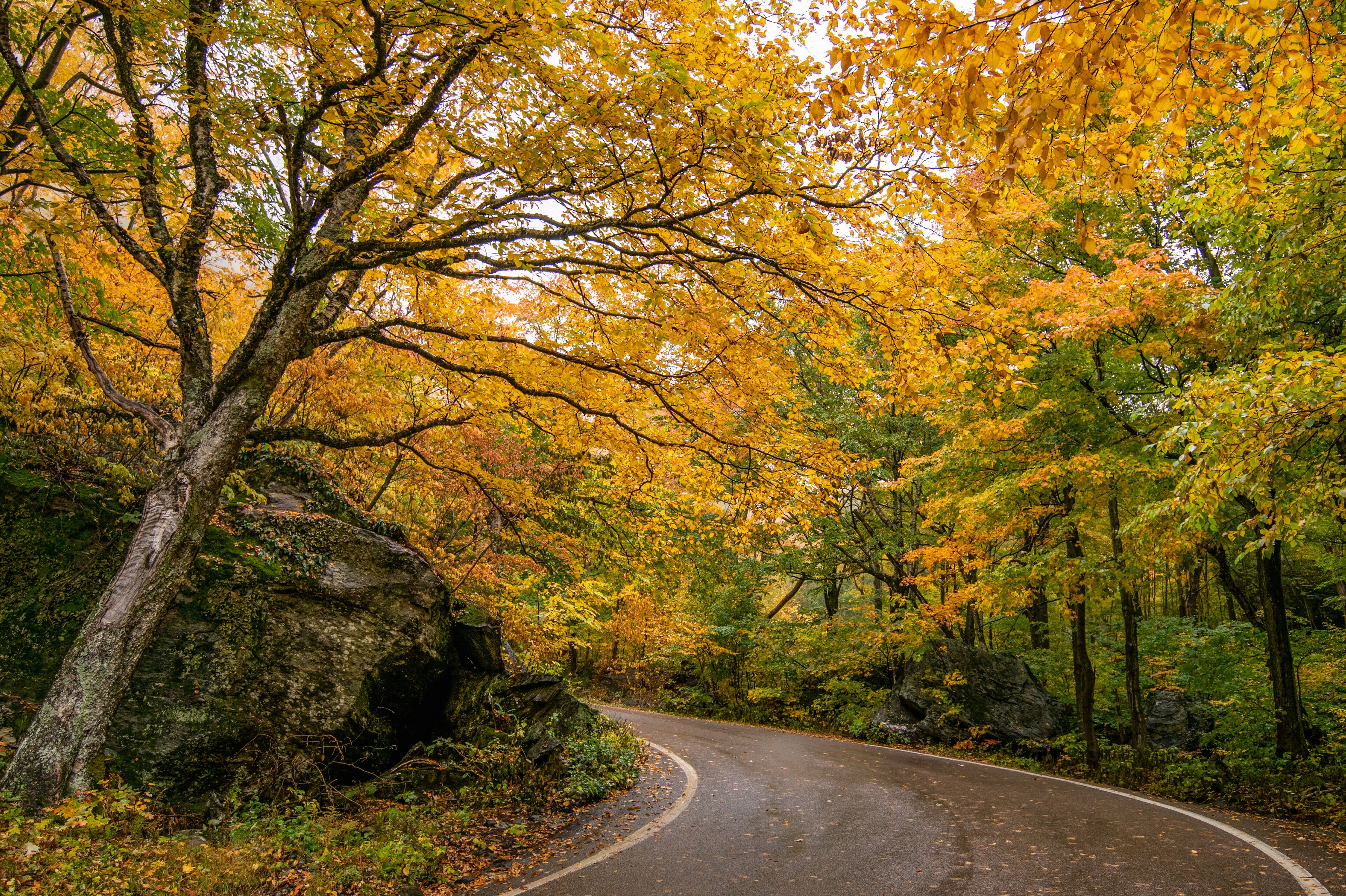 Cambridge, VT, Fall colors along the scenic Smugglers Notch Road.