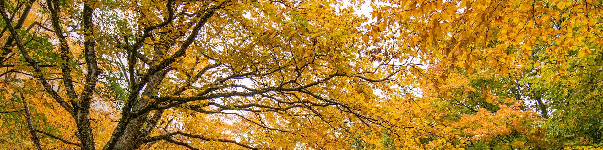 Cambridge, VT, Fall colors along the scenic Smugglers Notch Road.