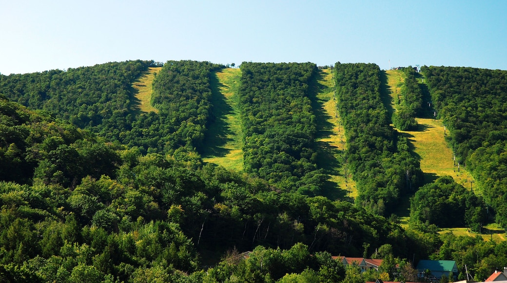 Wide paths in the middle pf a forest shows the ski trails on the mountains in the summer