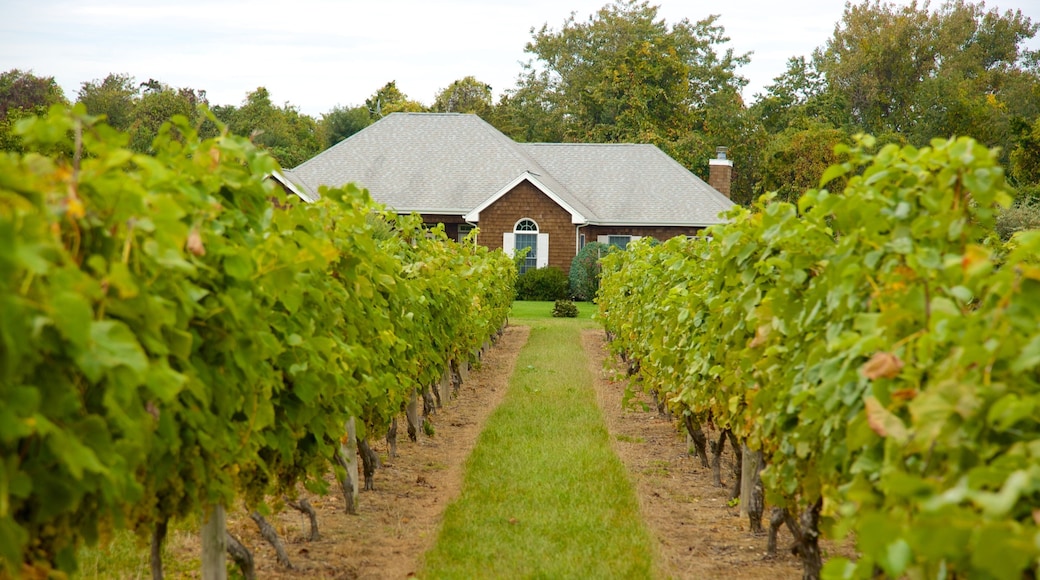 Long Island toont een huis