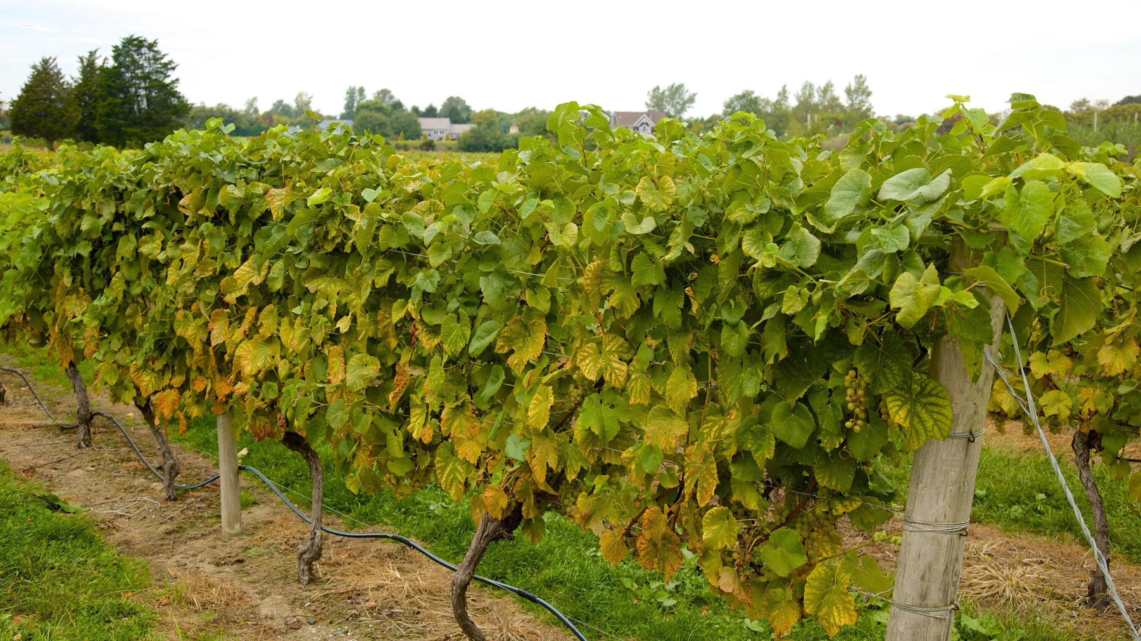 A vineyard with rows of grapevines.