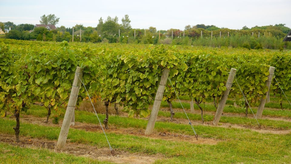 Rows of grapevines in a vineyard with a grassy field and houses in the background.