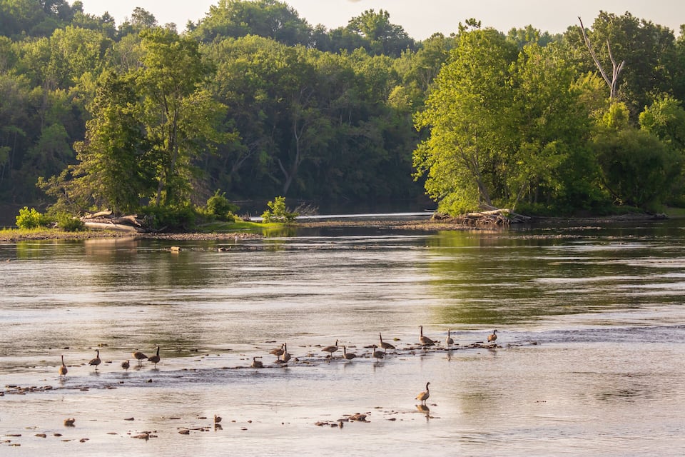 Un río con patos y un área boscosa al fondo.
