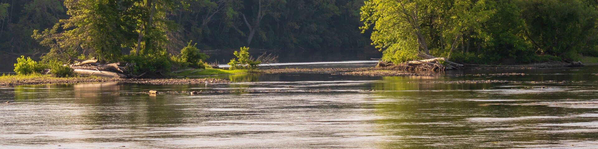 Canada geese on the river in the morning