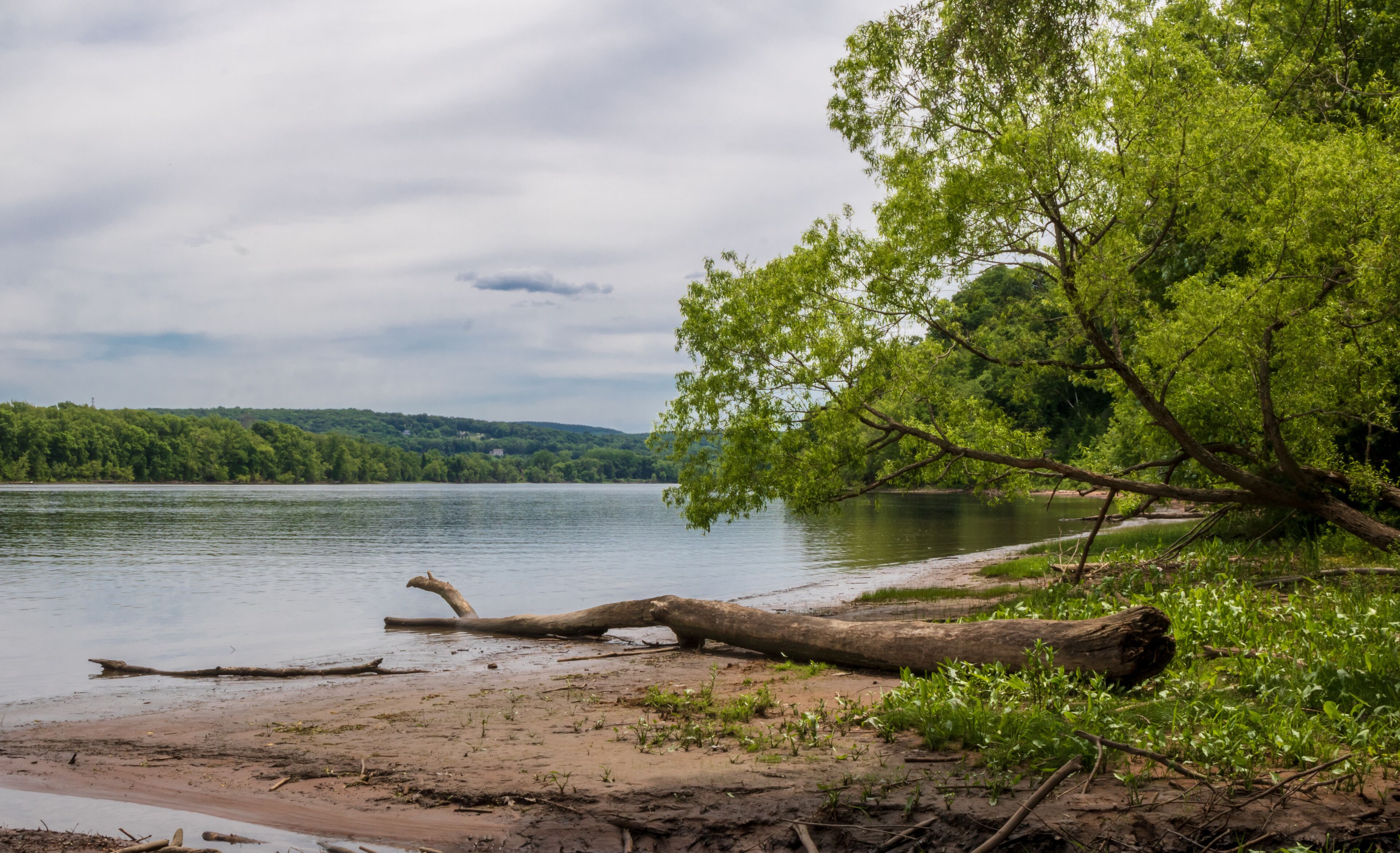 Driftwood lies on the shore of the Connecticut River on a hazy spring day