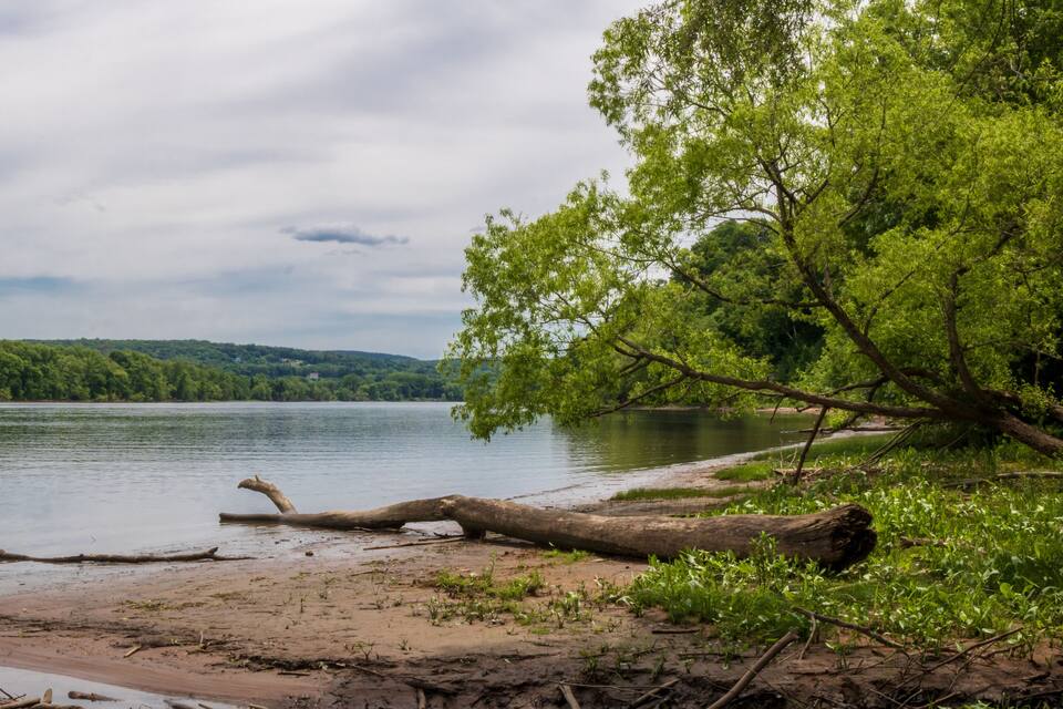 A riverbank with a fallen tree, lush greenery, and a distant forested hill.
