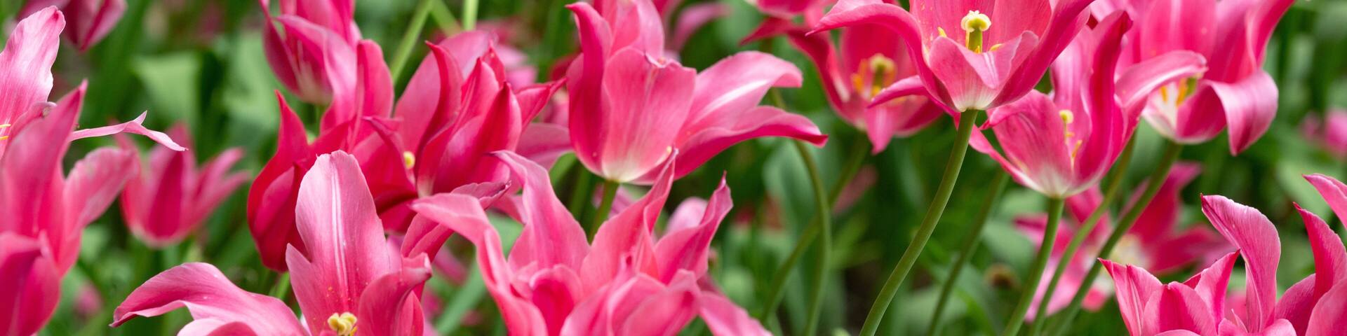 Red tulip flowers from Wickham Park in Manchester, Connecticut.