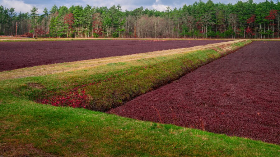Sender natural i pantà de nabius