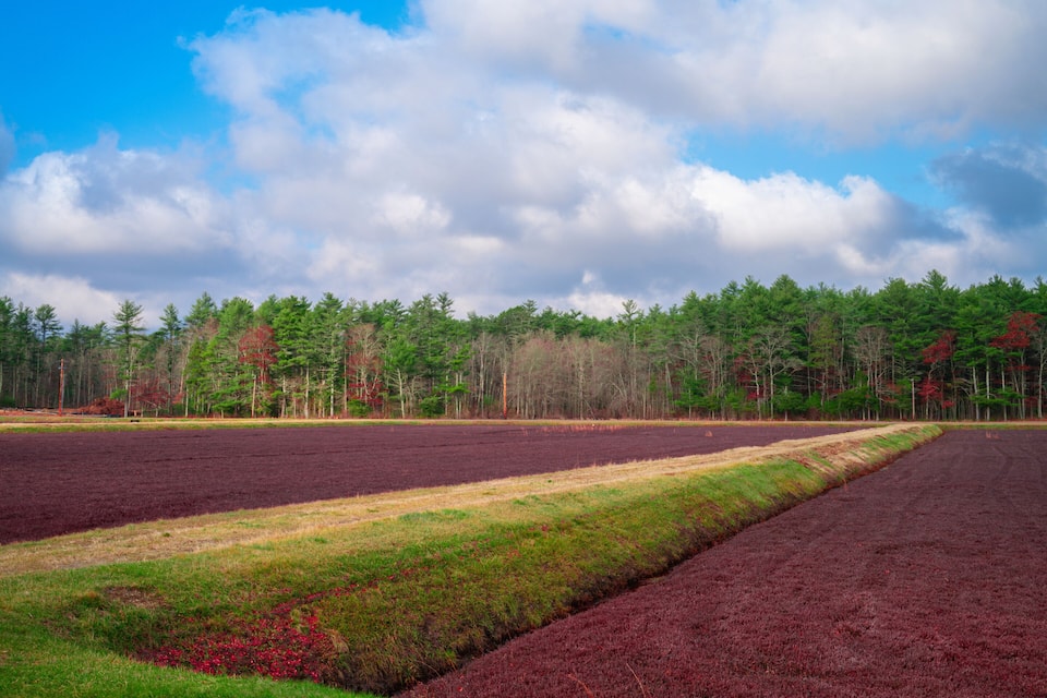 Ein Feld mit roten Erdflecken und grünem Gras, im Hintergrund ein Wald und ein blauer Himmel mit Wolken.