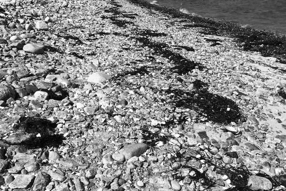 Un rivage rocheux parsemé de pierres et d’algues.