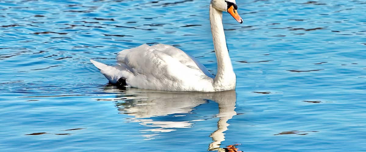 Mute Swan at the Cape Cod National Seashore in Eastham