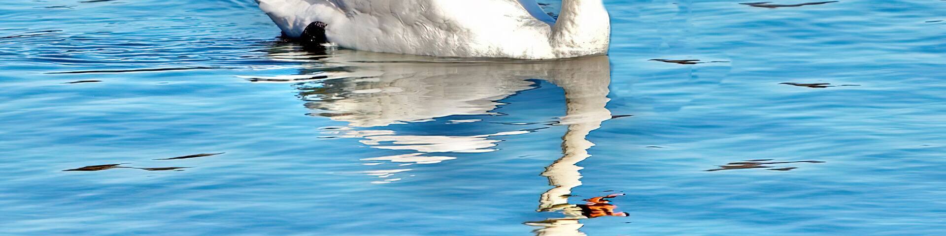 Mute Swan at the Cape Cod National Seashore in Eastham