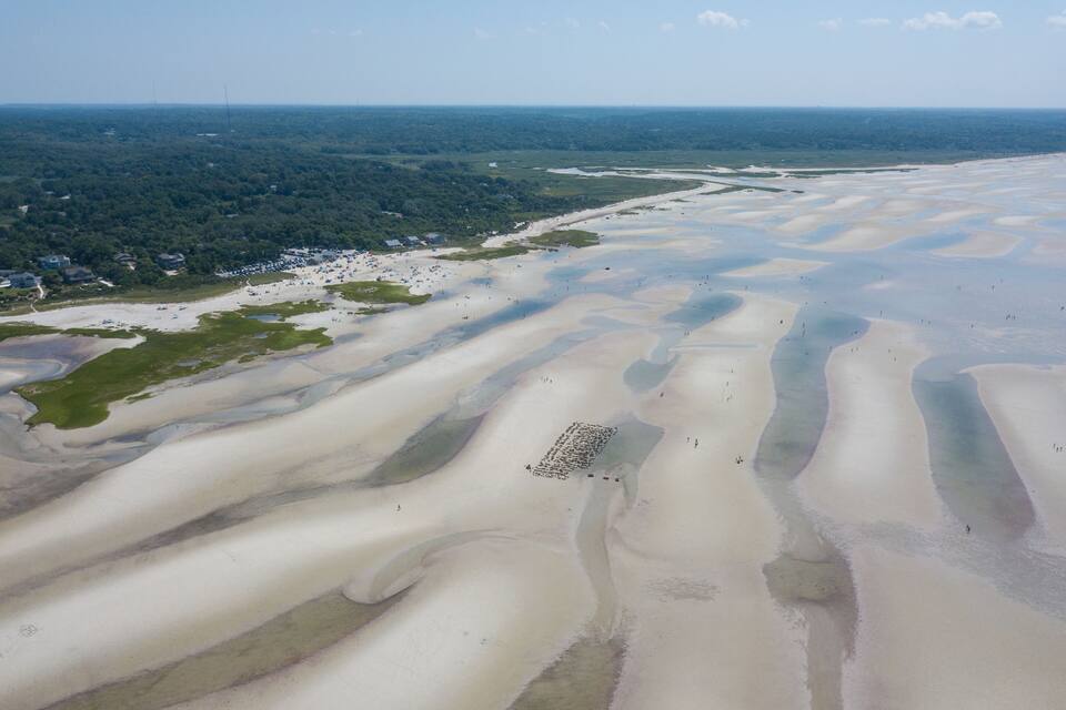 A vast sandy landscape with undulating dunes and a distant forested area.