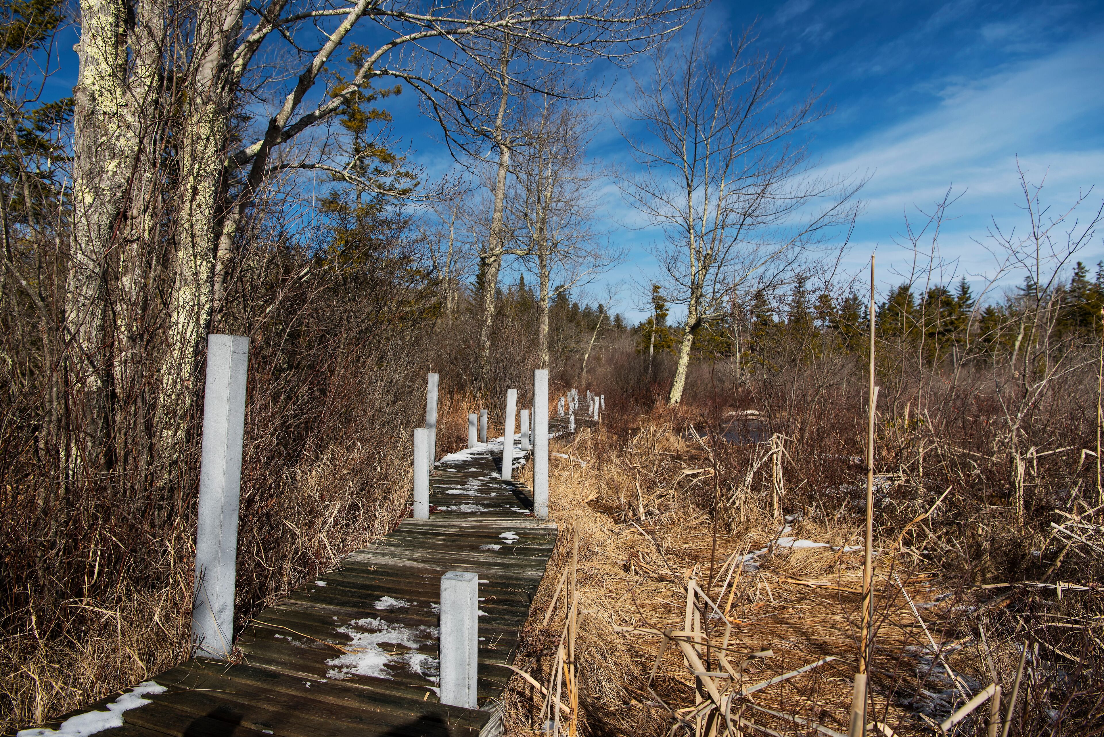 hawley bog nature preserve Massachusetts