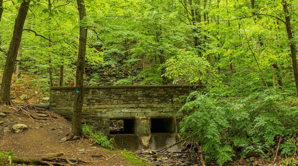 Cascading Waters showing a bridge and forests