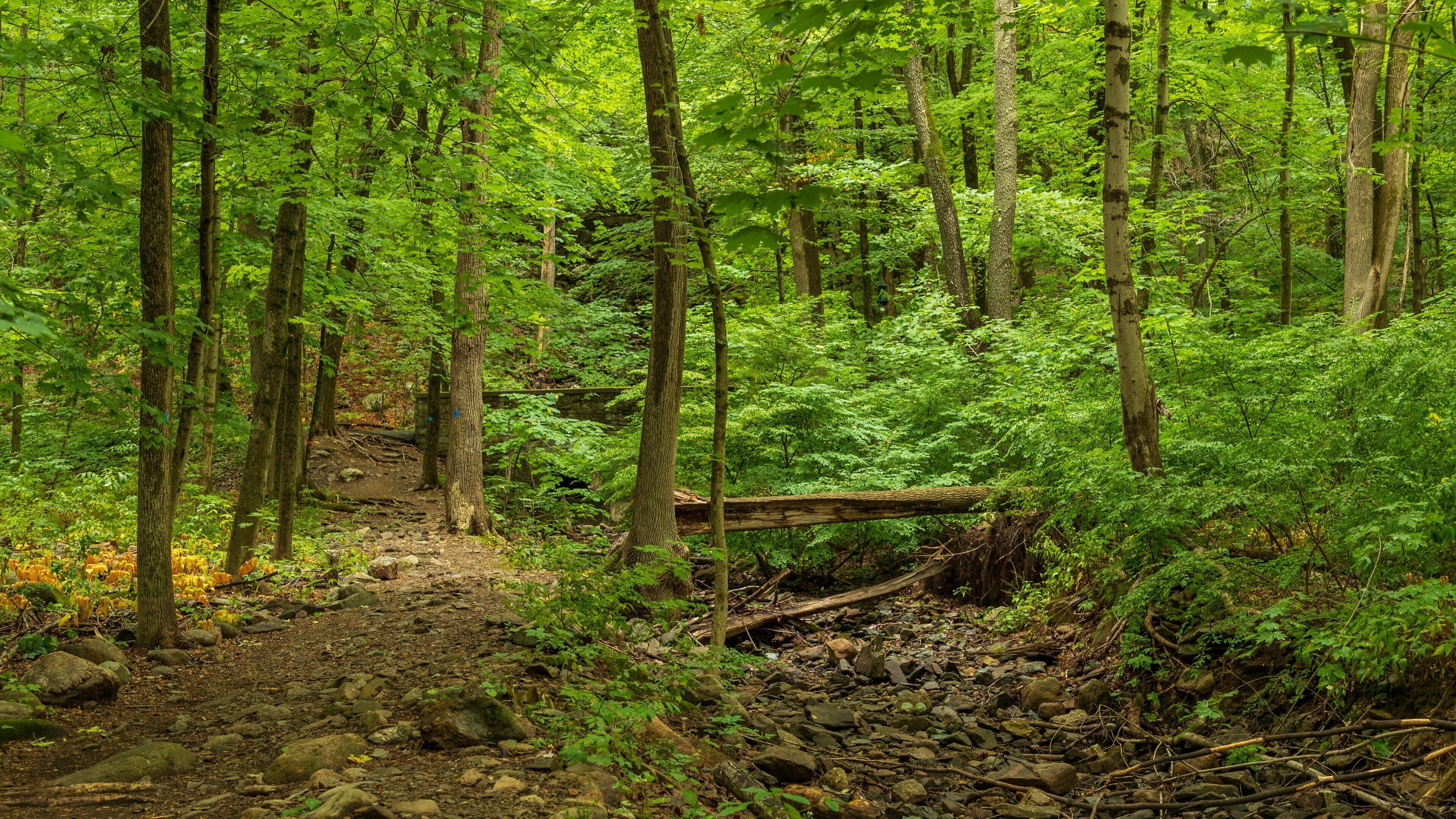 Cascading Waters showing forest scenes