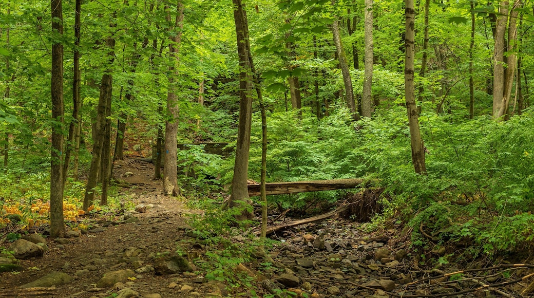 Cascading Waters showing forest scenes