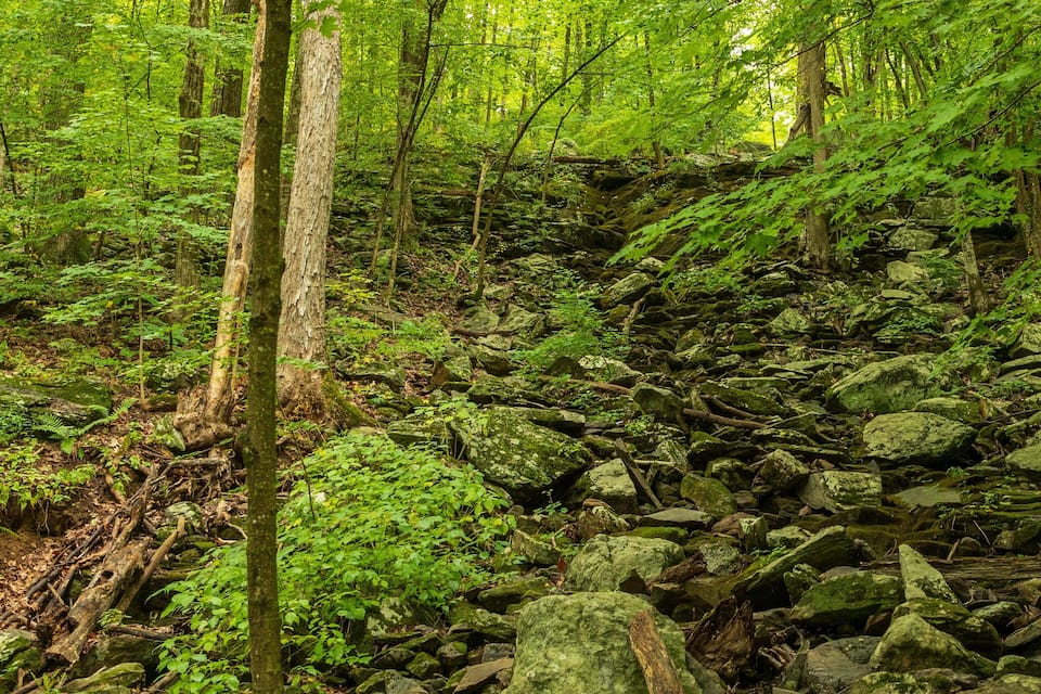 A dense forest with a rocky stream bed and lush green foliage.