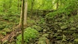 Een dicht bos met een beek van rotsen en weelderig groen gebladerte.