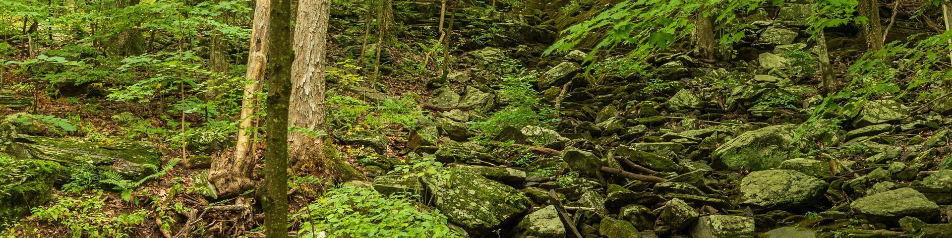 Cascading Waters showing forests