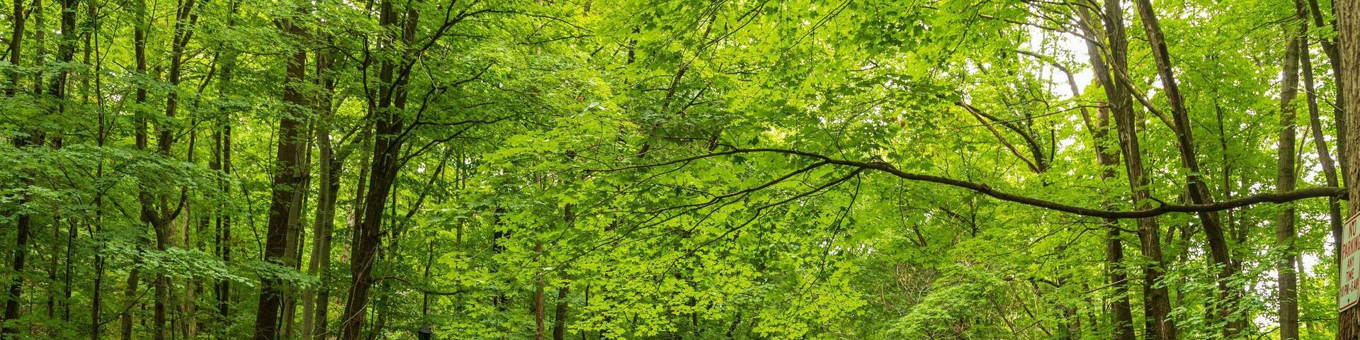 Cascading Waters which includes forest scenes