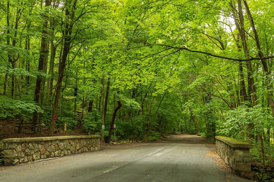A forested road with stone walls on either side.