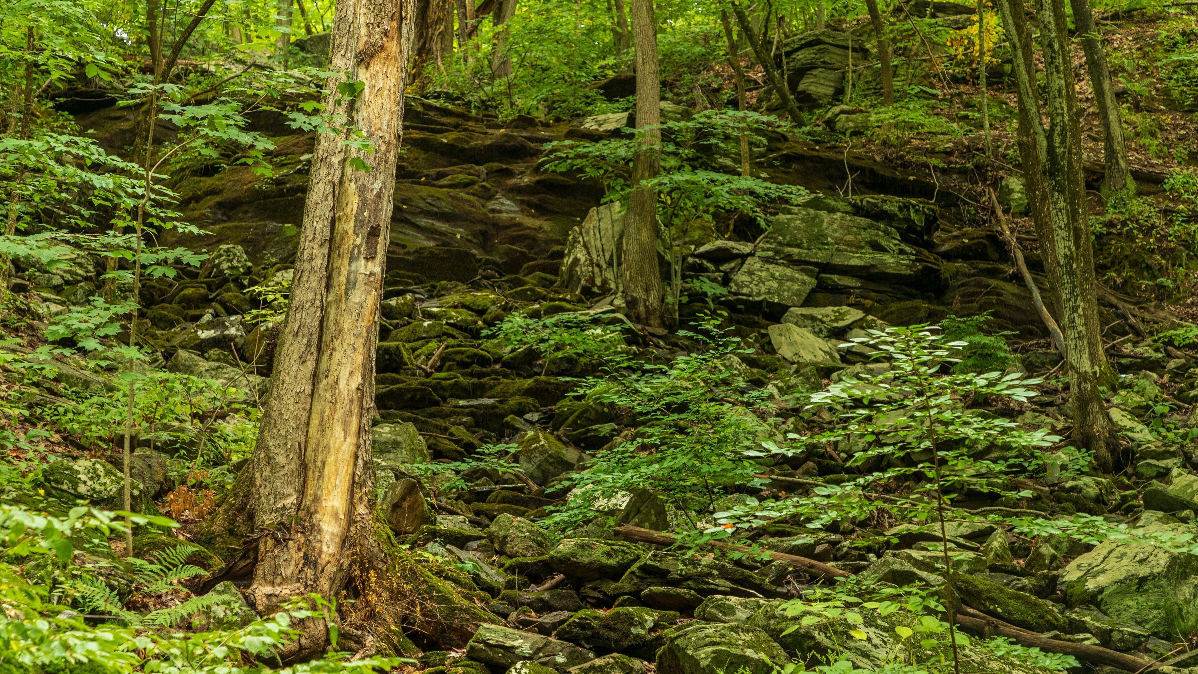Cascading Waters showing forest scenes