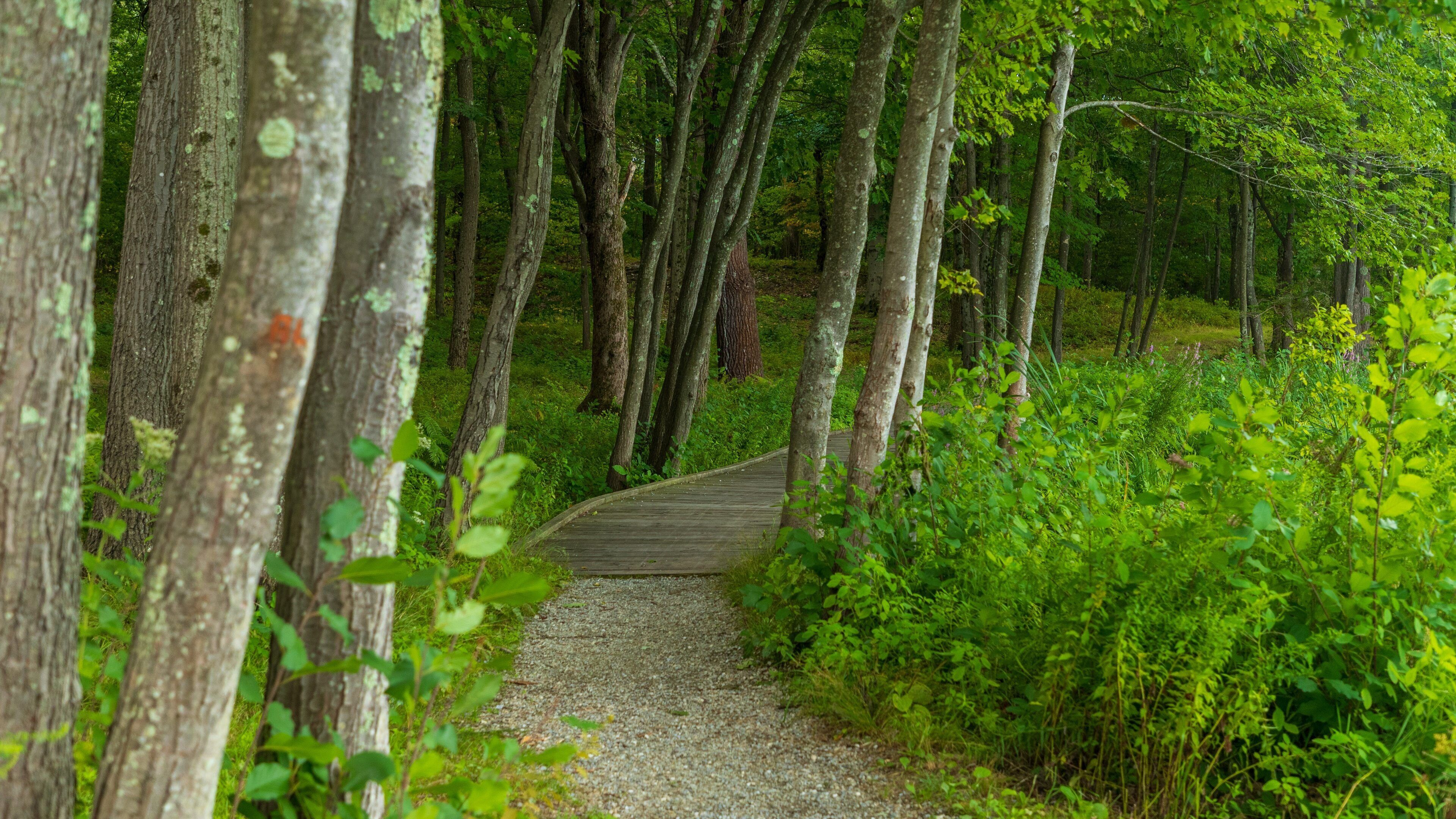 Massachusetts Vietnam Veterans Memorial showing forest scenes and a garden