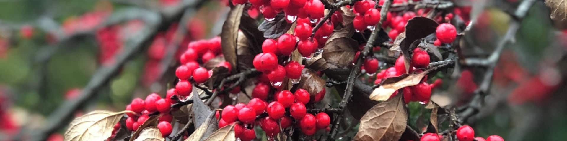 A branch with clusters of red berries and dried leaves.