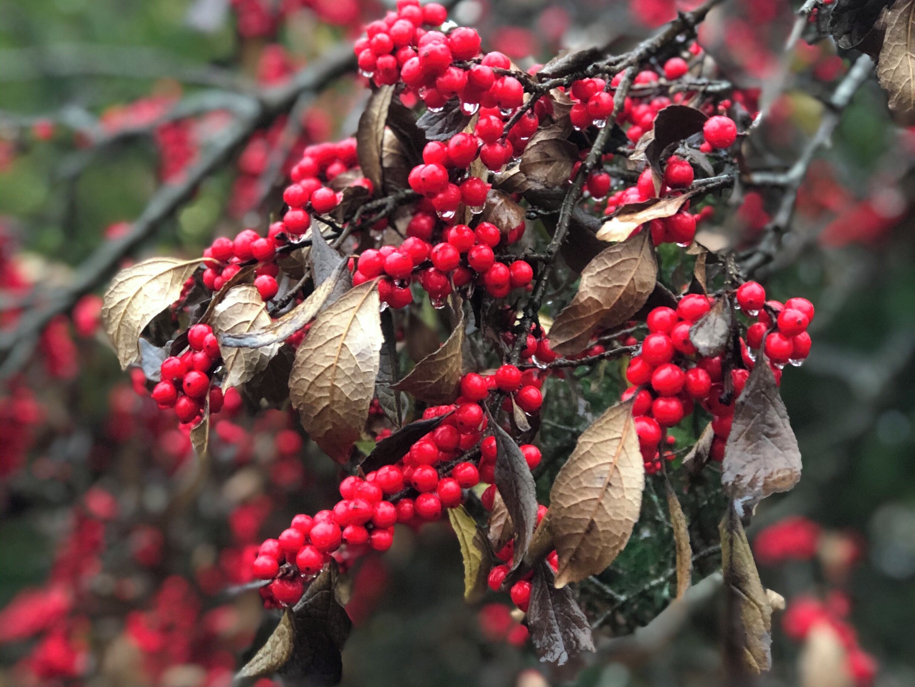 A branch with clusters of red berries and dried leaves.