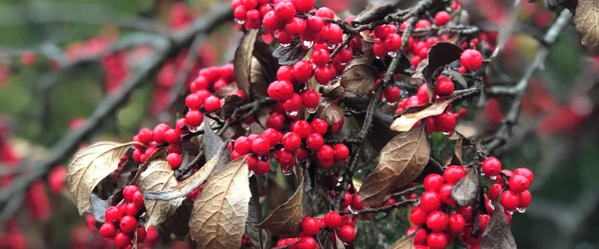 A branch with clusters of red berries and dried leaves.