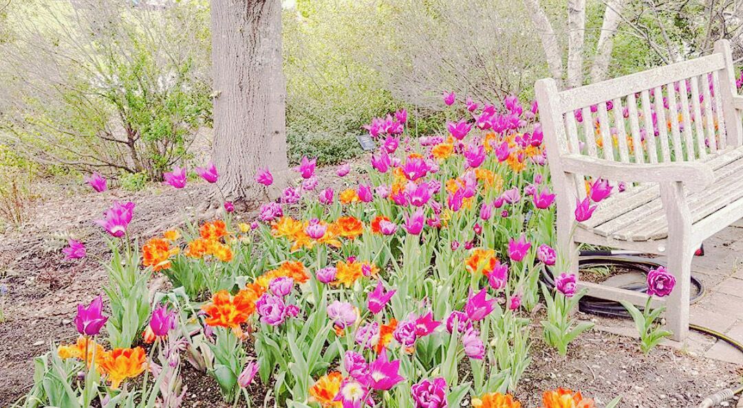 My favorite thing to do in the spring. Take a walk, rejuvenate and take it all in.
#springfun #flowers #peaceful 