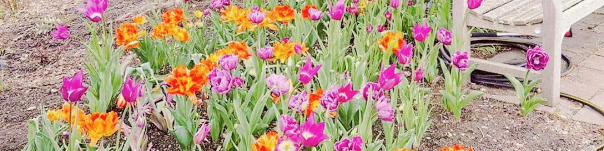 A garden with colorful tulips and a wooden bench.