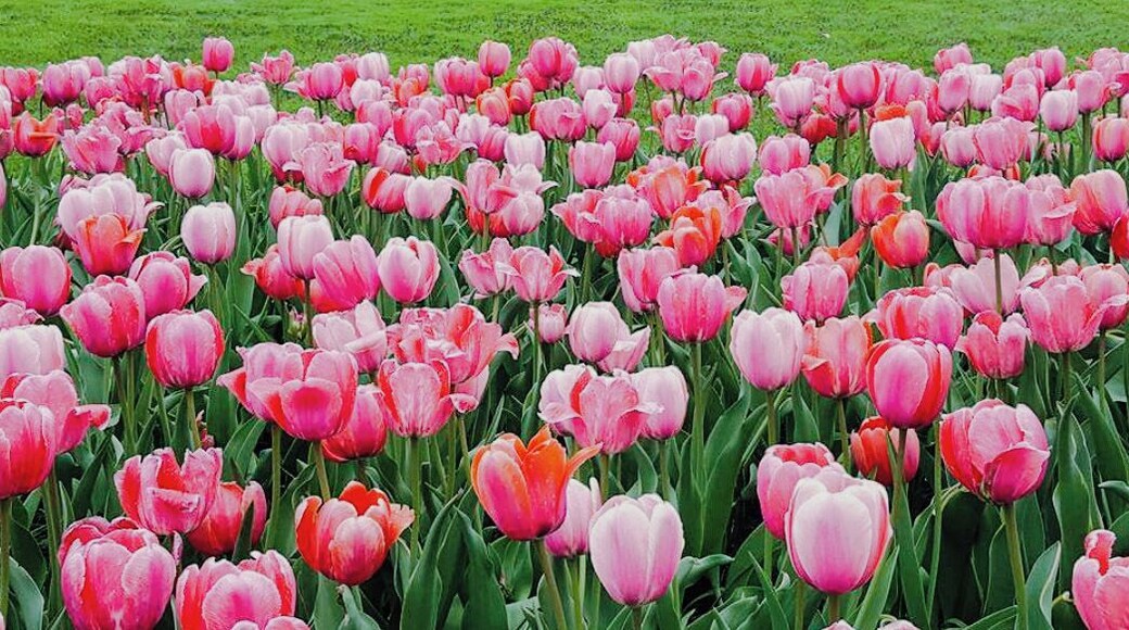 Great place to spend the day. So many beautiful flowers in one place! #springfun #tulips #flowers