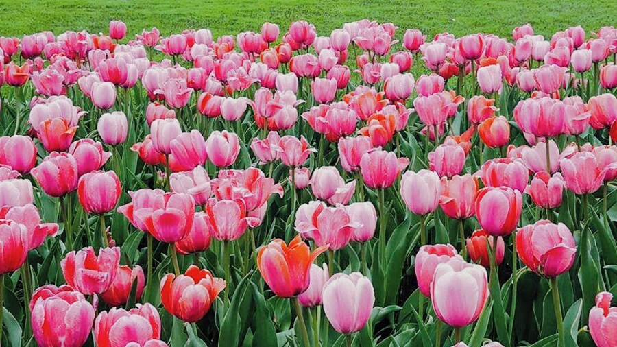 Great place to spend the day. So many beautiful flowers in one place! #springfun #tulips #flowers