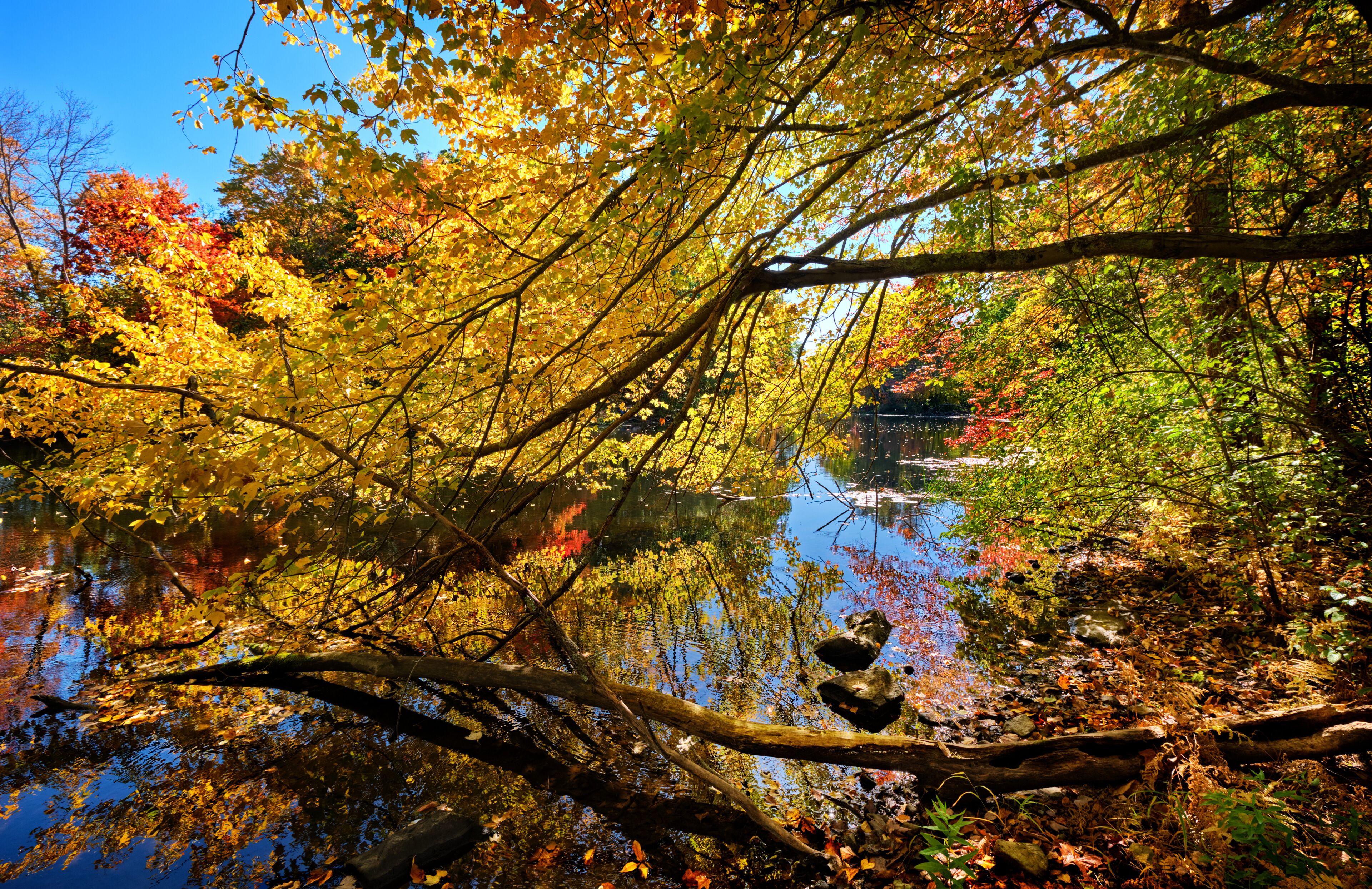 Vivid Autumn foliage lining the Charles River overhang the bank. Charles River Peninsula, Needham, Massachusetts