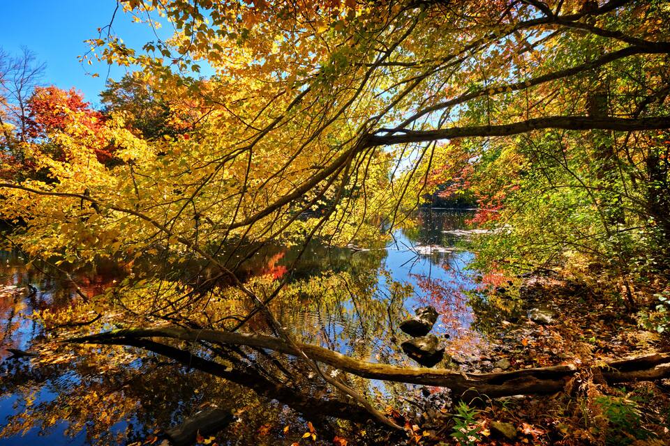 A serene autumn landscape with a reflective lake, vibrant yellow and red foliage, and a distant traditional building.