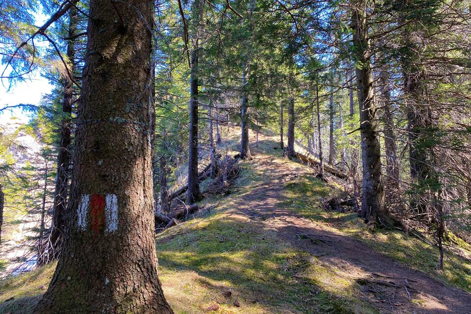 A forest trail with tall trees and a clear sky.