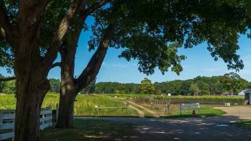 Appleton Farms Grass Rides showing tranquil scenes