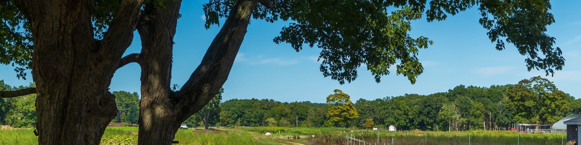 Appleton Farms Grass Rides showing tranquil scenes
