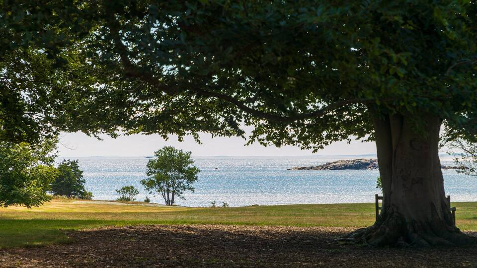 Un grand arbre se dresse dans un parc, surplombant une étendue d’eau calme dont on aperçoit la rive au loin.