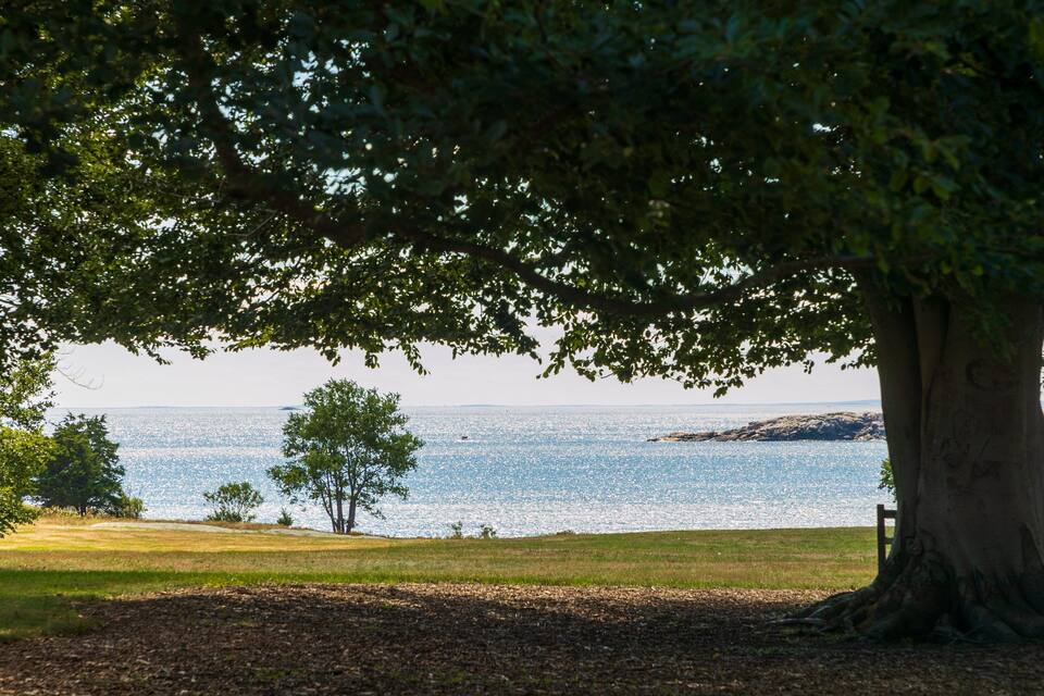 A large tree in a park overlooking a calm body of water with a distant shoreline.