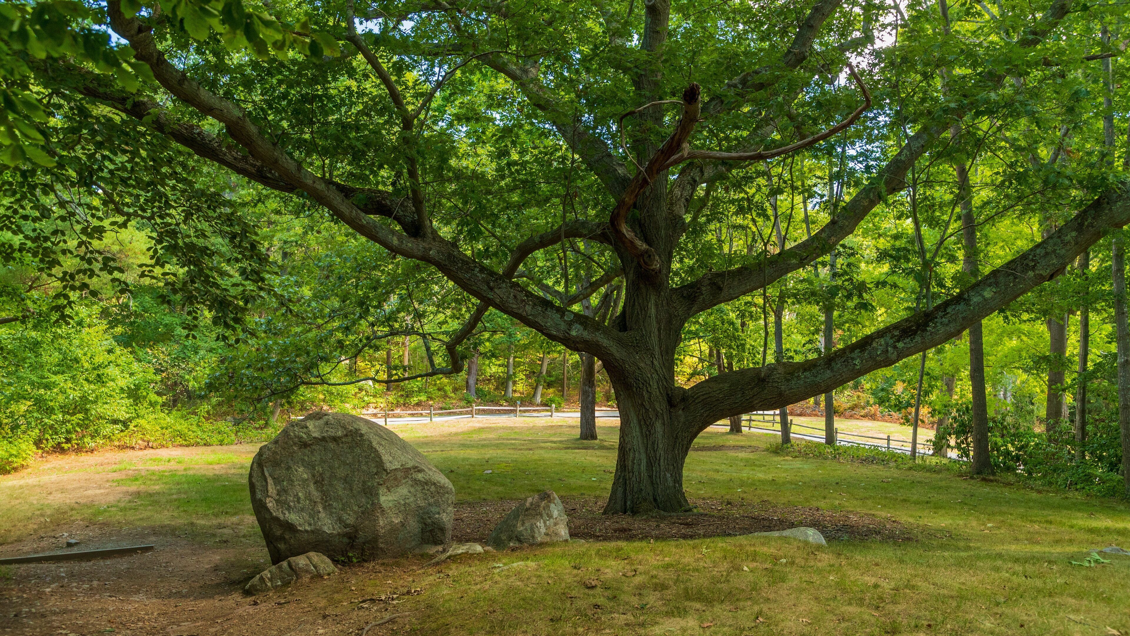 Coolidge Reservation which includes a garden