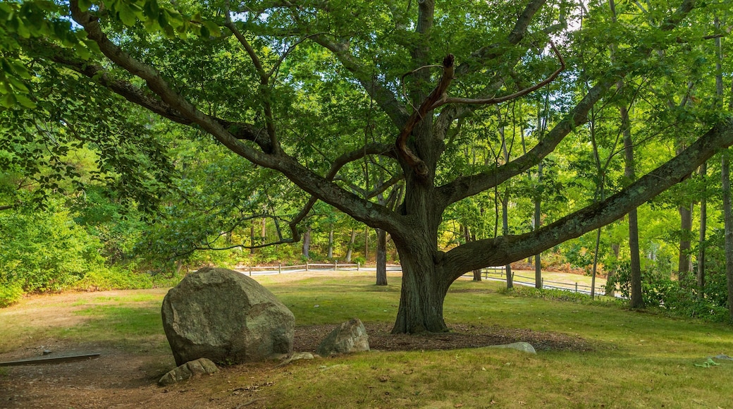 Coolidge Reservation which includes a garden
