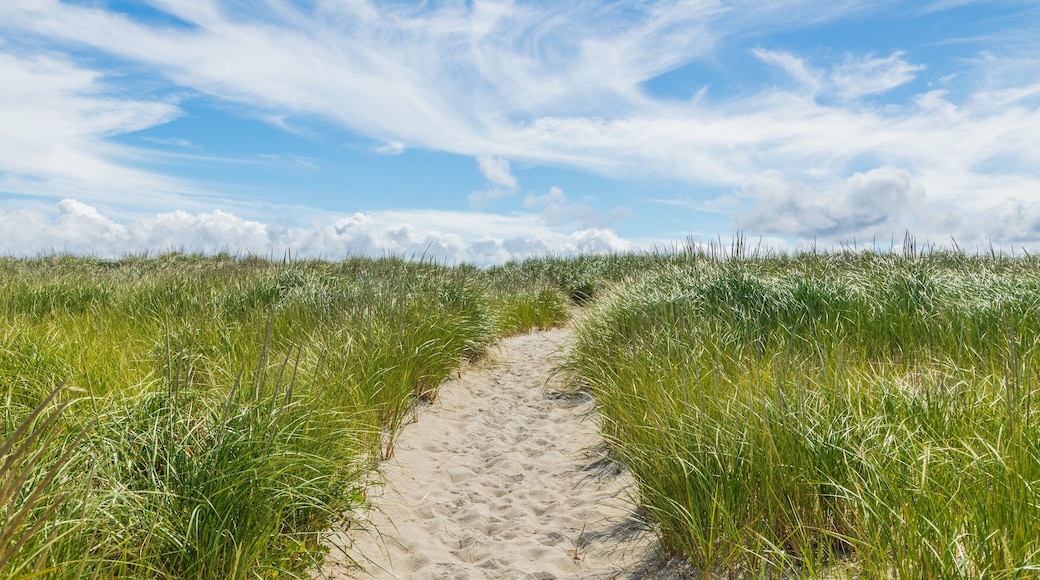 Crane Beach featuring a sandy beach